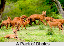 Dhole, Indian Wild Dog