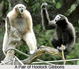 Hoolock Gibbon, Ape, Indian Animal