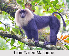 Macaque Monkey, Indian Animal