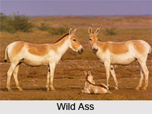 Wild Ass, Indian Animal