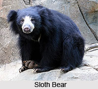 Bear, Indian Wild Animal