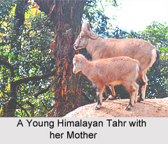 Himalayan Tahr, Indian Mammal
