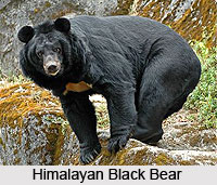 Bear, Indian Wild Animal