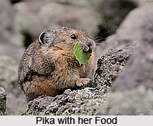 Pika, Indian Animal