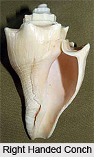 Types Of Conch Shell