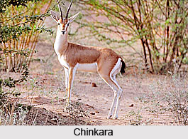Chinkara, Indian Animal