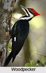 Woodpecker, Indian Bird