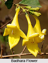 Badhara, Indian Medicinal Plant