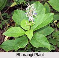 Bharangi, Indian Medicinal Plant