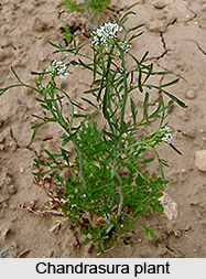 Chandrasura, Indian Medicinal Plant