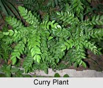 Curry Plant, Indian Medicinal Plant