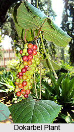 Dokarbel, Grape Vine, Indian Medicinal Plant
