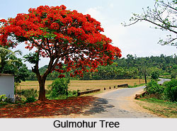Gulmohur, Indian Medicinal Plant