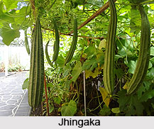 Jhingaka, Ribbed Gourd, Indian Medicinal Plant