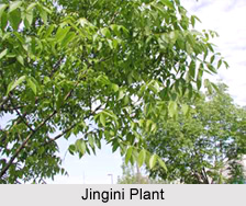 Jingini, Indian Medicinal Plant