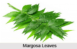 Margosa Leaf in Front of Houses, Indian Customs