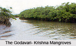 Godavari- Krishna Mangroves