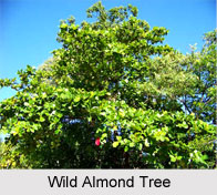Wild Almond Tree in India