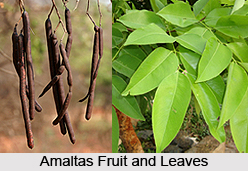 Amaltas, Indian Medicinal Plant
