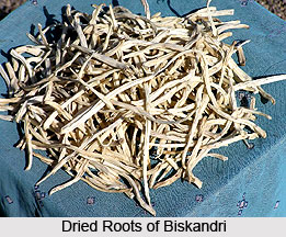 Biskandri, Indian Medicinal Plant