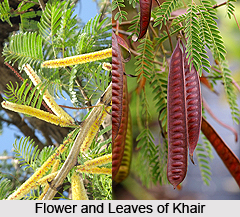 Khair Plant, Indian Medicinal Plant