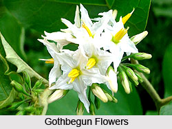 Gothbegun, Indian Medicinal Plant