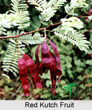 Red Kutch, Indian Medicinal Plant