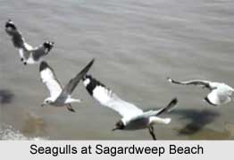Sagardweep Beach, West Bengal