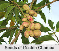 Golden Champa, Indian Plant