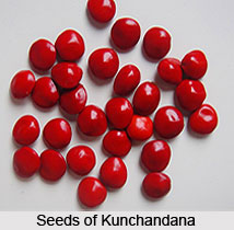Kunchandana, Coral Wood, Indian Medicinal Plant