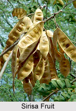 Sirisa, Indian Medicinal Plant