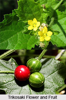 Trikosaki, Indian Medicinal Plant