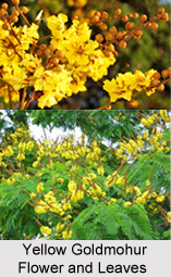 Yellow Goldmohur, Indian Medicinal Plant