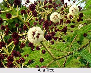 Aila, Indian Medicinal Plant