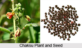 Chaksu, Indian Medicinal Plant