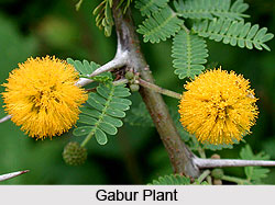 Gabur, Ghand Babul, Indian Medicinal Plant