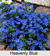 Heavenly Blue, Indian plant