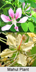 Mahul, Indian Medicinal Plant
