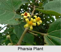 Pharsia, Indian Medicinal Plant
