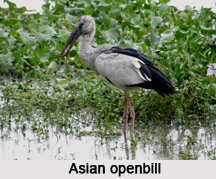 Asian Openbill, Indian Bird
