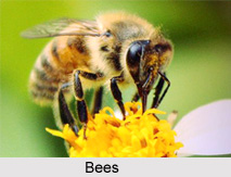 Bees, Indian Species