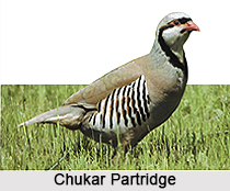 Chukar Partridge, Indian Bird