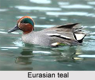 Eurasian teal, Indian Bird