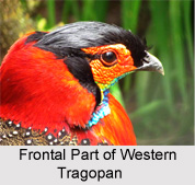Western Tragopan, Indian Bird