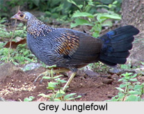 Grey Junglefowl, Bird
