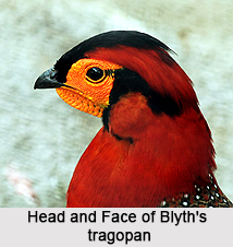 Blyth's tragopan, Indian Bird