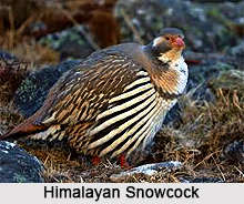 Himalayan Snowcock, Indian Bird