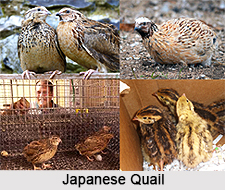 Japanese Quail, Indian Bird