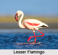 Lesser Flamingo, Indian Bird