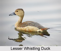 Lesser Whistling Duck, Indian Bird
